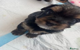 Yorkshire Terrier dogs for sale: original breed yorkshire terrier  - Image 7