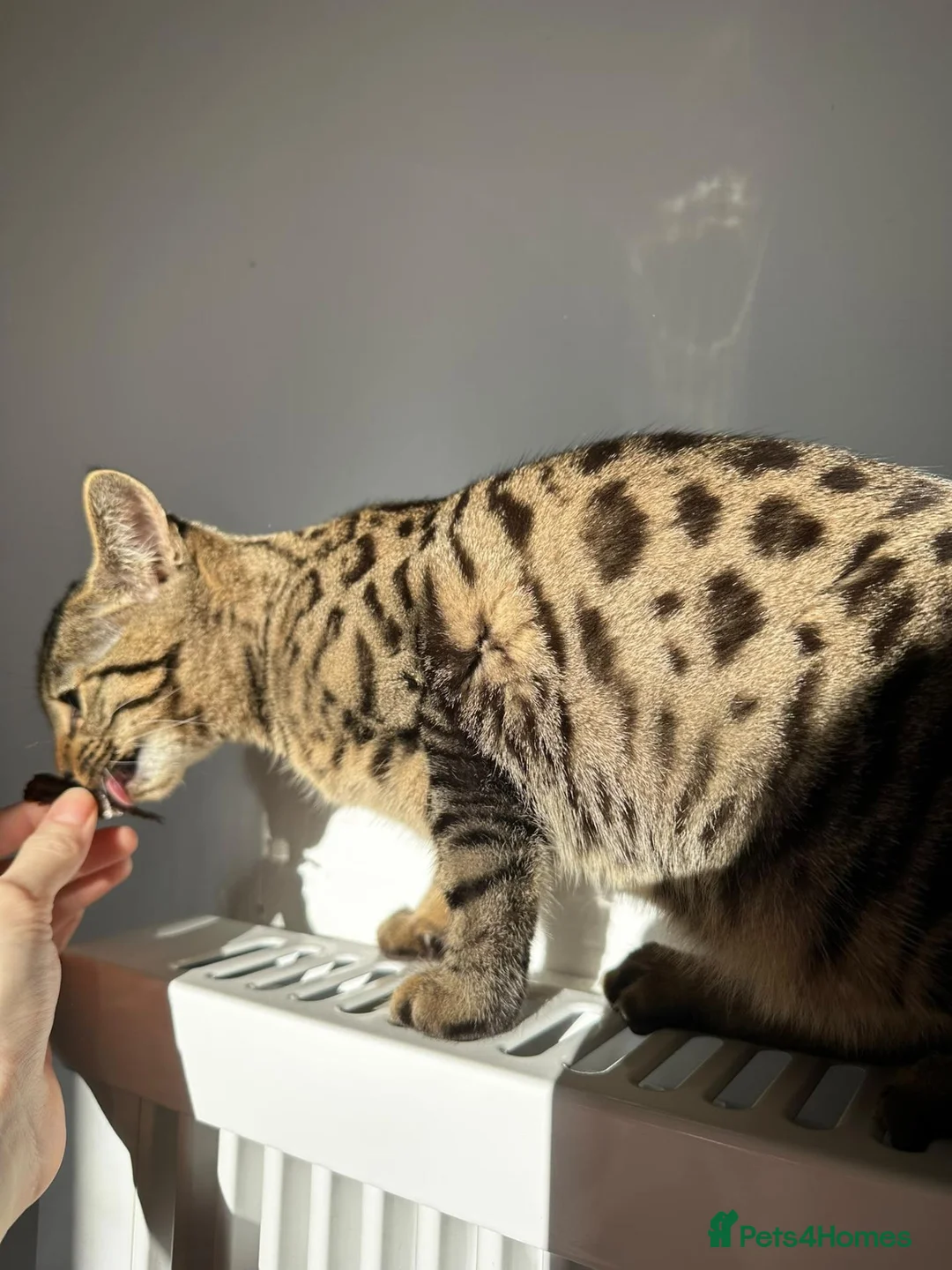 Bengal cats for sale: 🐾 Adorable Half Bengal Kitten – Ready Now! 🐾 in Broxburn - Advert 2