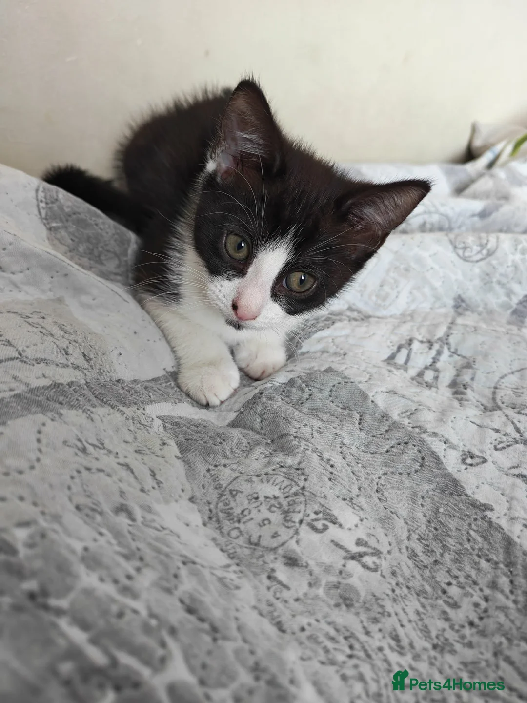 Mixed Breed cats for sale: 2 female kitten - Advert 8