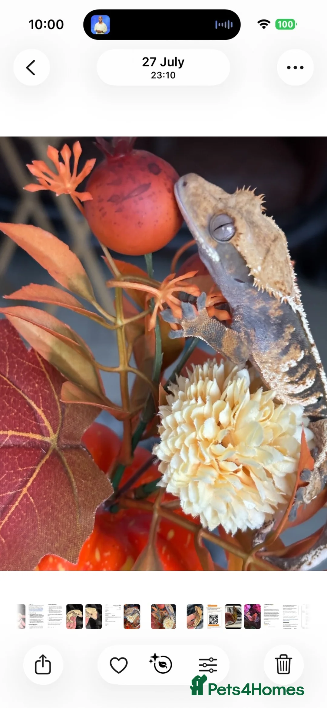 Gecko reptiles for sale: Tri colour harlequin crested gecko in Liverpool - Advert 7