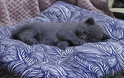 British Shorthair cats for sale: Blue Pedigree BSH Male Singleton - Image 3