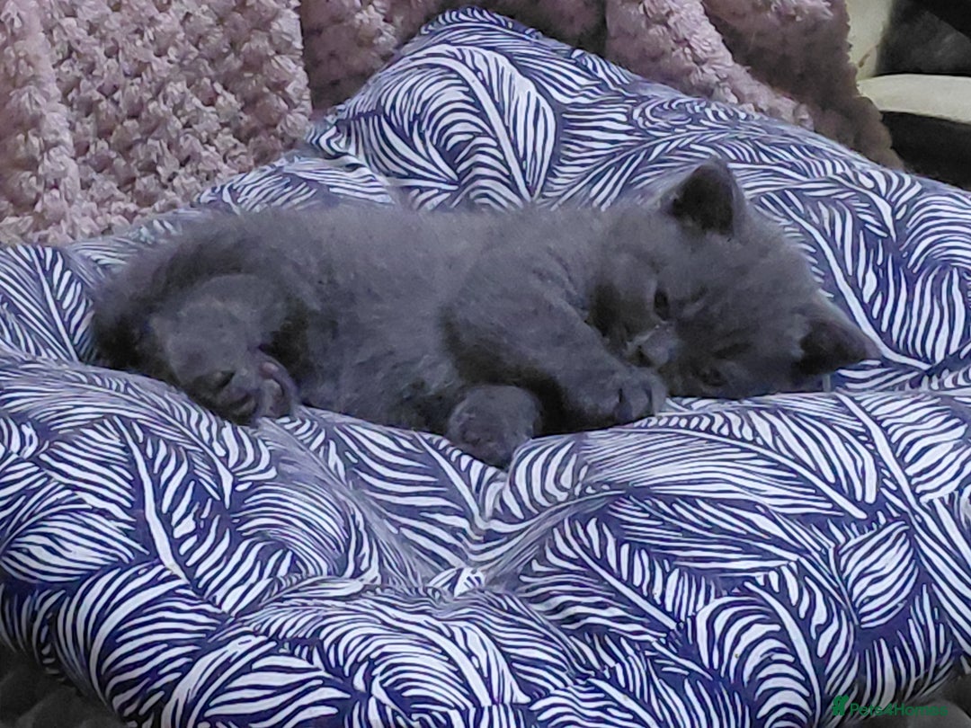 British Shorthair cats for sale: Blue Pedigree BSH Male Singleton - Image 3