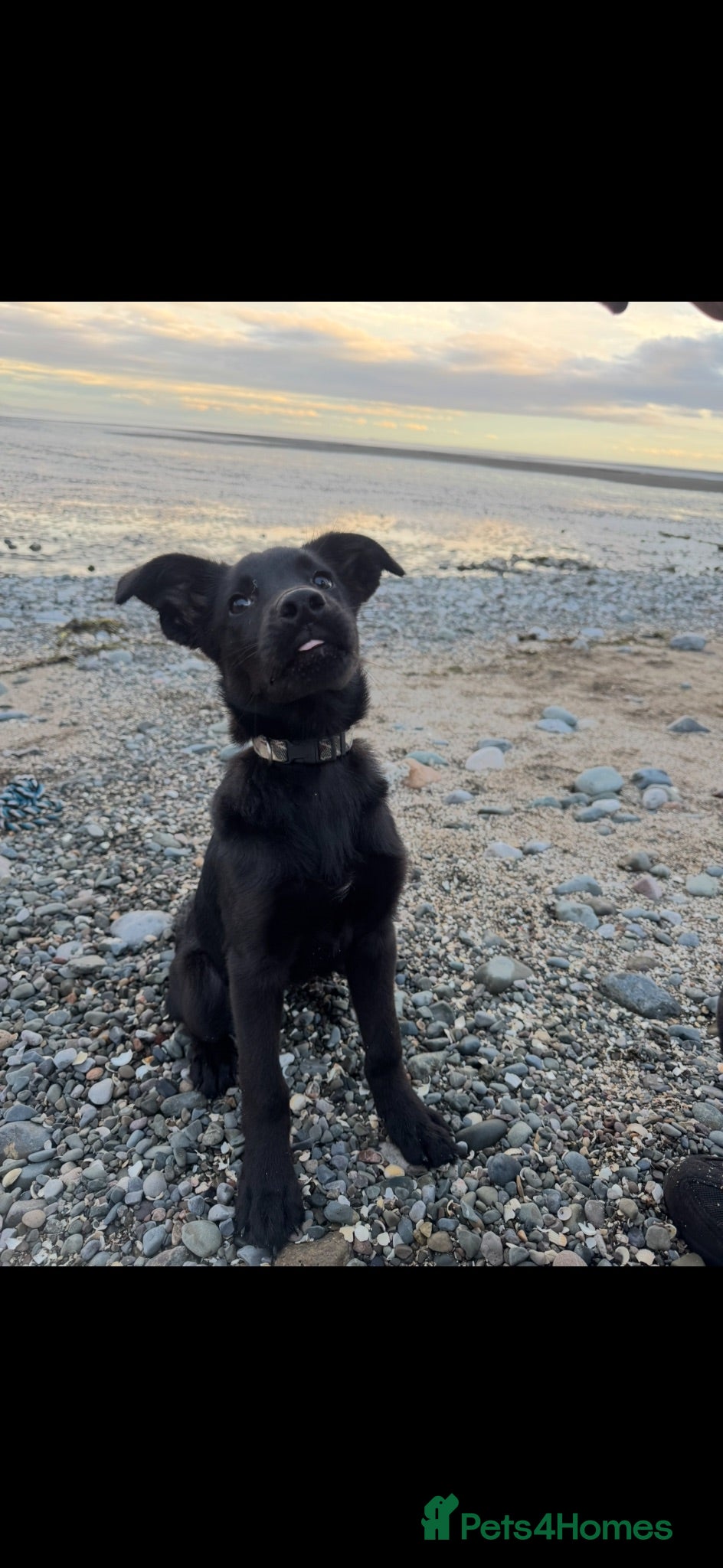 Golden Shepherd dogs 4 month old German shepherd x golden retriever  - Advert 2