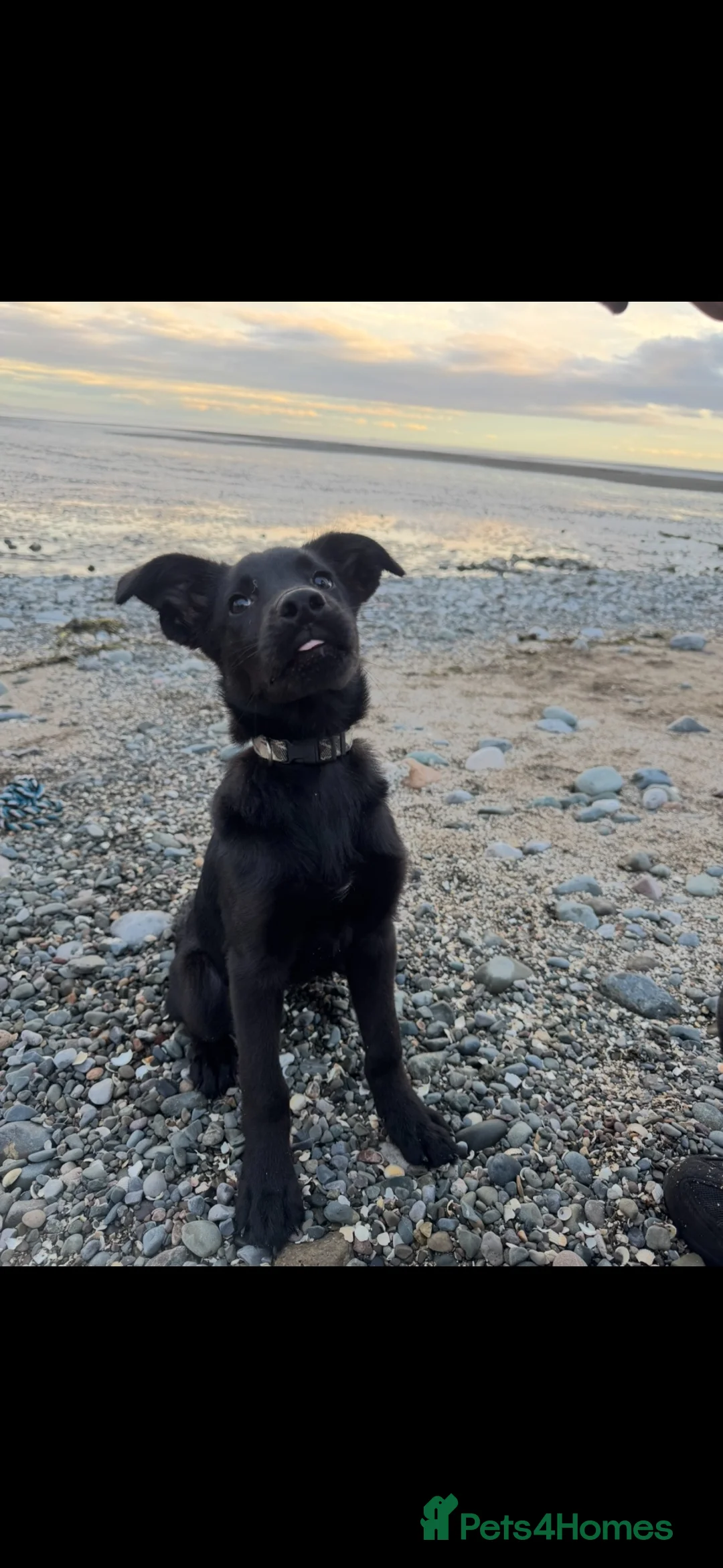 Golden Shepherd dogs for sale: 4 month old German shepherd x golden retriever  - Advert 2