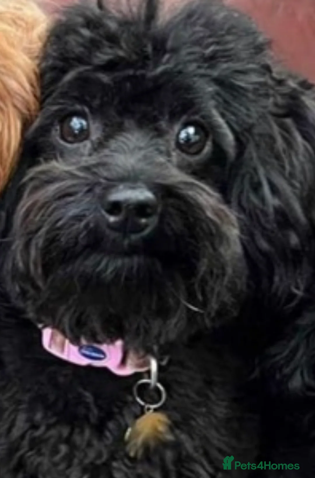 Maltipoo dogs for sale: Gorgeous maltipoo puppies  - Advert 2