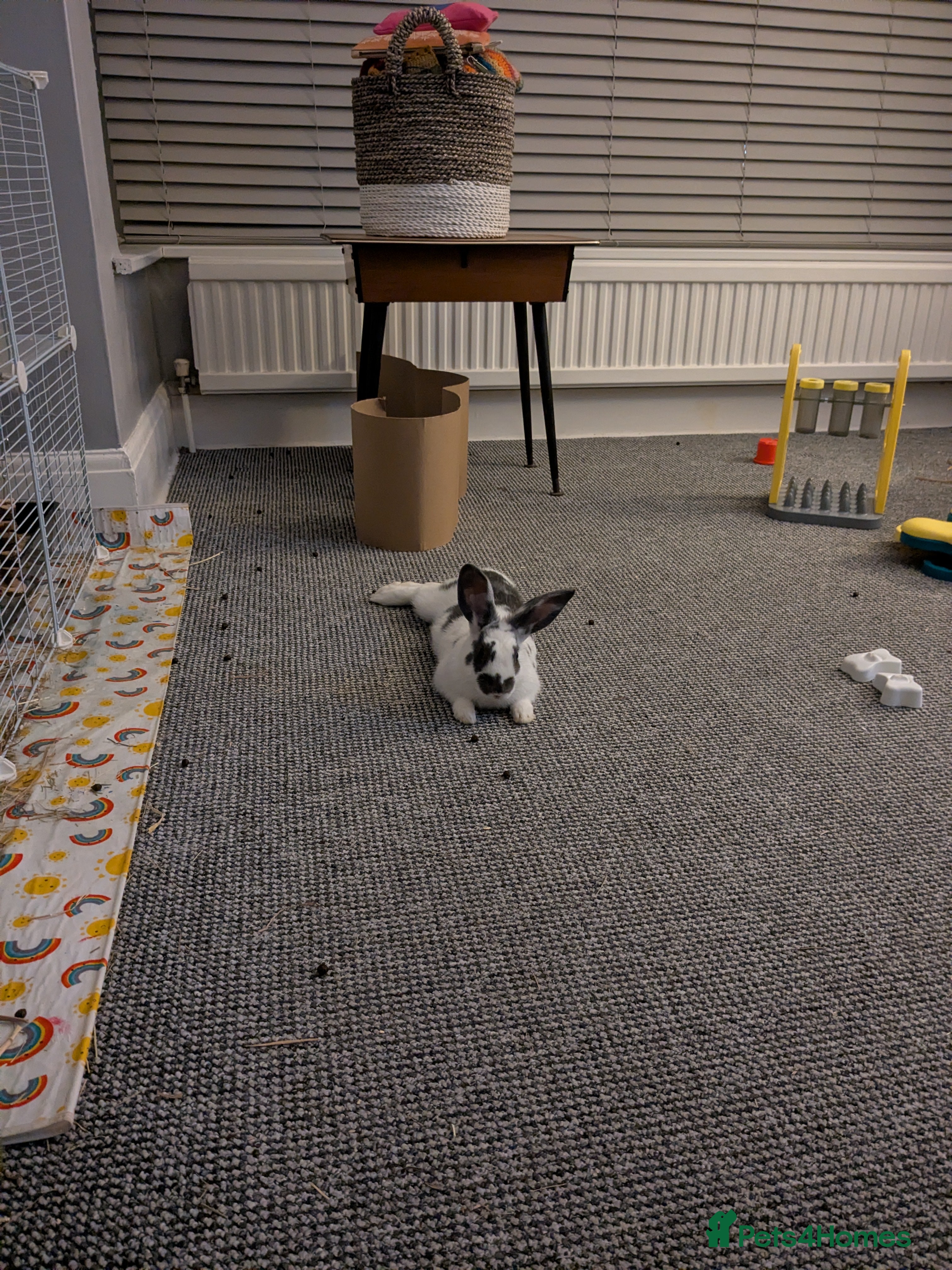 Rex rabbits Two baby bunnies. One Male Rex. One female unknown - Advert 1