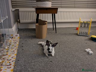 Rex rabbits Two baby bunnies. One Male Rex. One female unknown - Advert 1