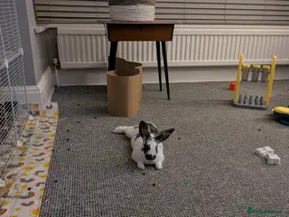 Rex rabbits Two baby bunnies. One Male Rex. One female unknown - Advert 14