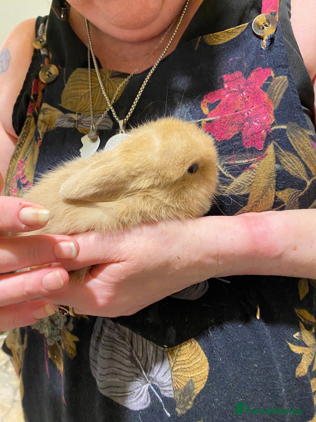 Netherland Dwarf rabbits for sale: Netherland Dwarf / Minilop  - Image 5