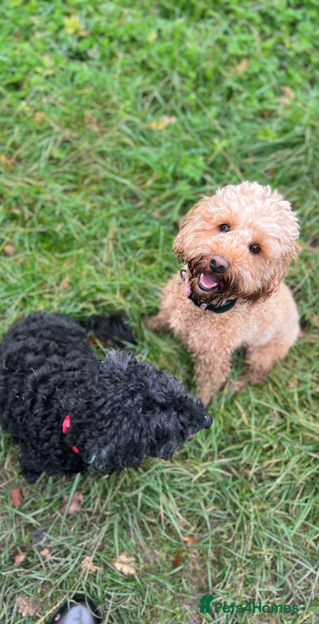 Cockapoo dogs for sale: Mabel – 3-Year-Old Cockapoo  - Image 10