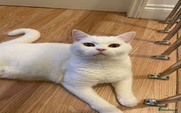 British Shorthair cats for sale: Our Precious Snowy – British Shorthair 💛 - Advert 1