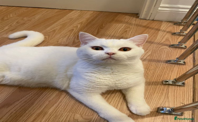 British Shorthair cats Our Precious Snowy – British Shorthair 💛 - Advert 1