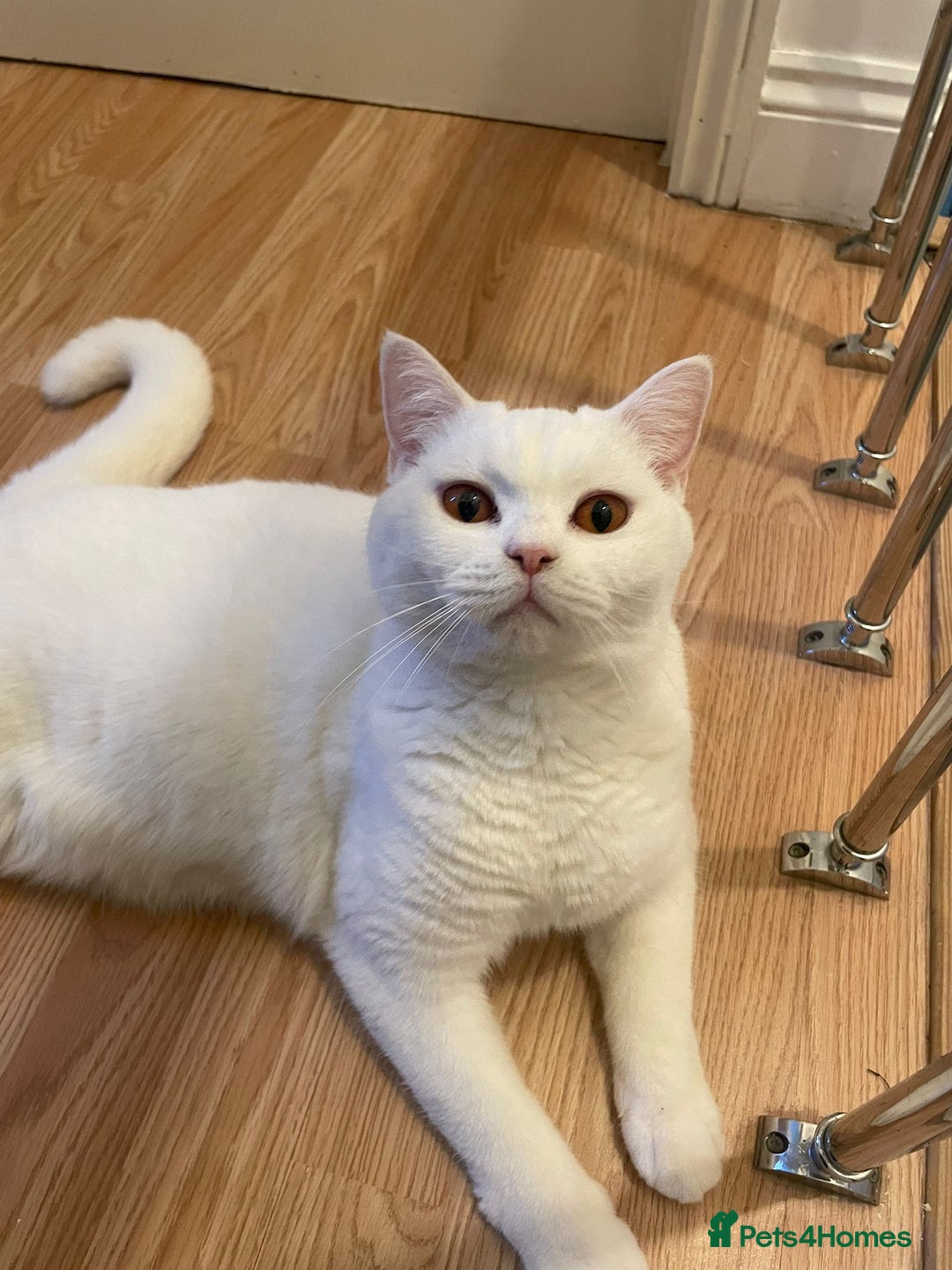 British Shorthair cats for sale: Our Precious Snowy – British Shorthair 💛 - Advert 1