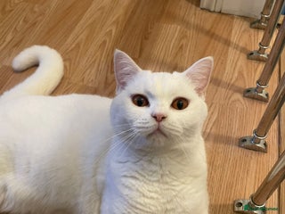 British Shorthair cats Our Precious Snowy – British Shorthair 💛 - Advert 1