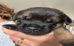 Border Terrier dogs for sale: KC Border Terrier Pups - Image 6