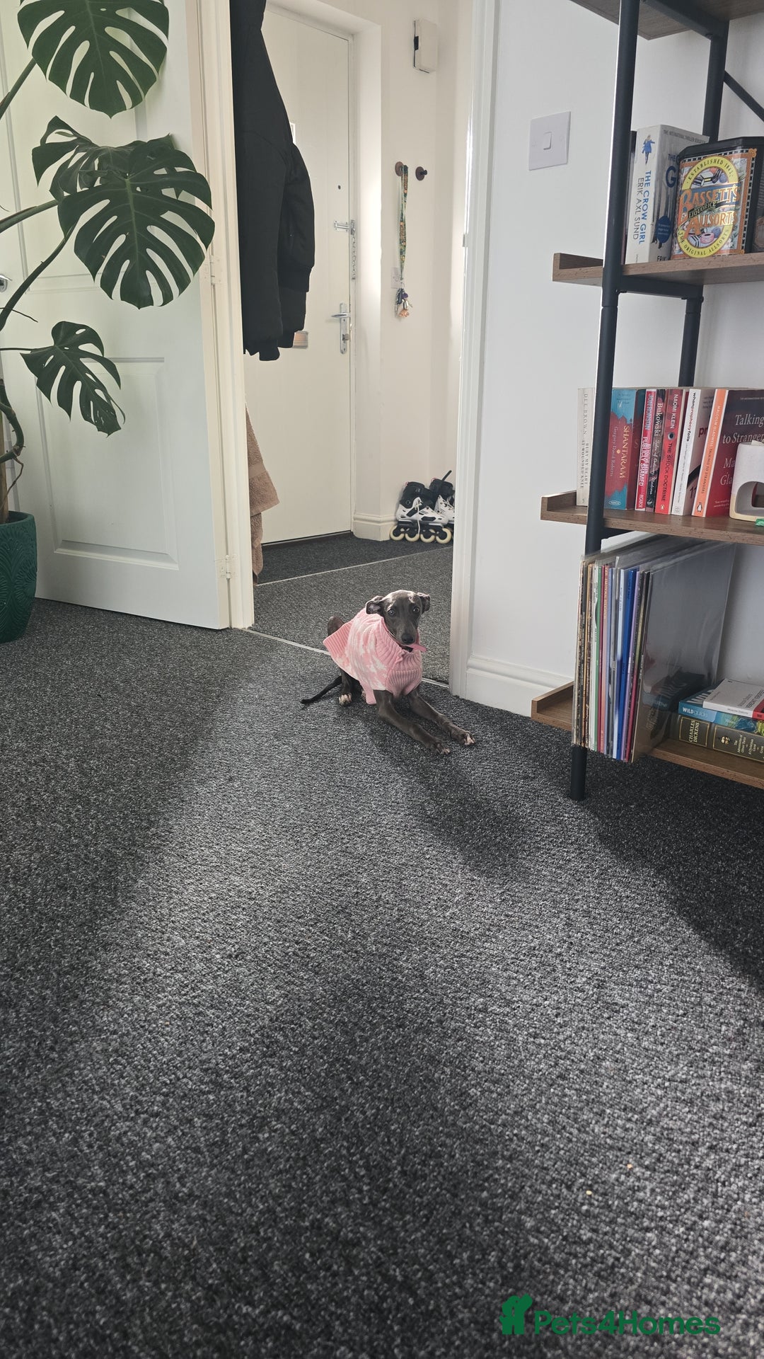 Whippet dogs for sale: Miss lady  - Advert 4