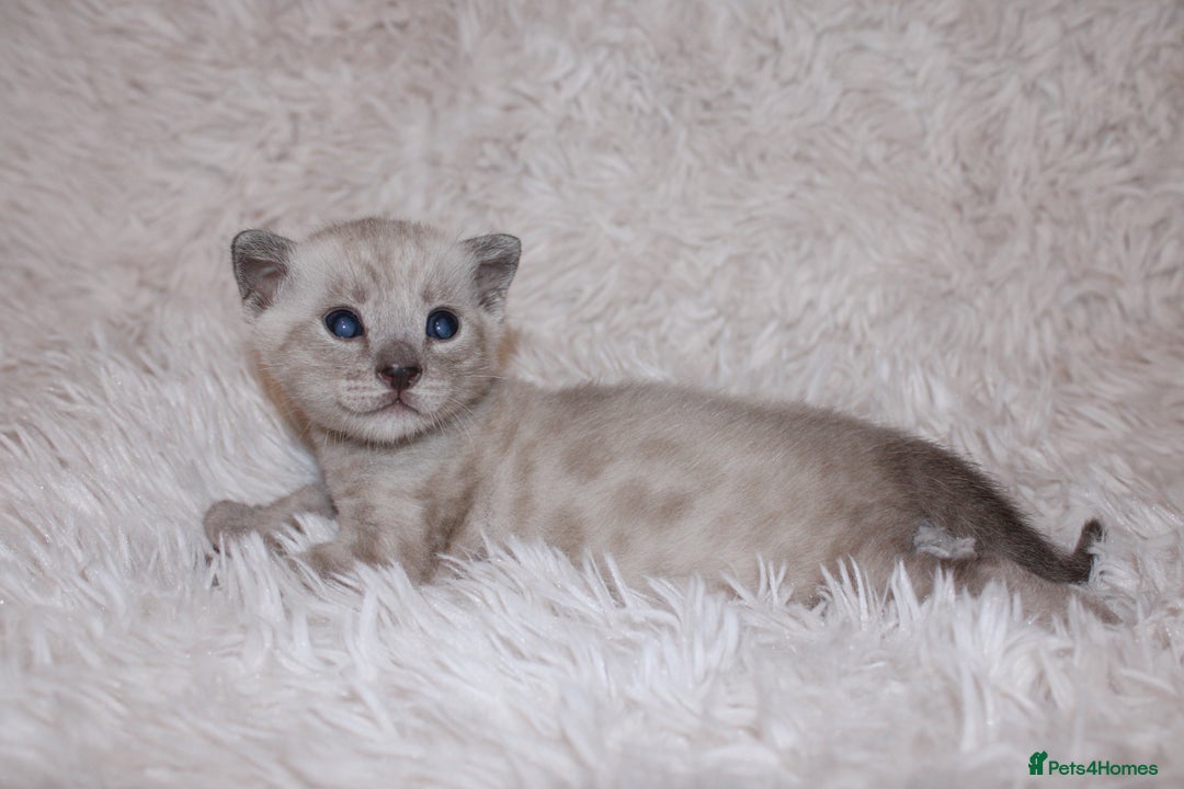 Bengal cats for sale: 😻🐈‍⬛OUTSTANDING PEDIGREE BENGAL 🐈‍⬛ 💯 - Image 4