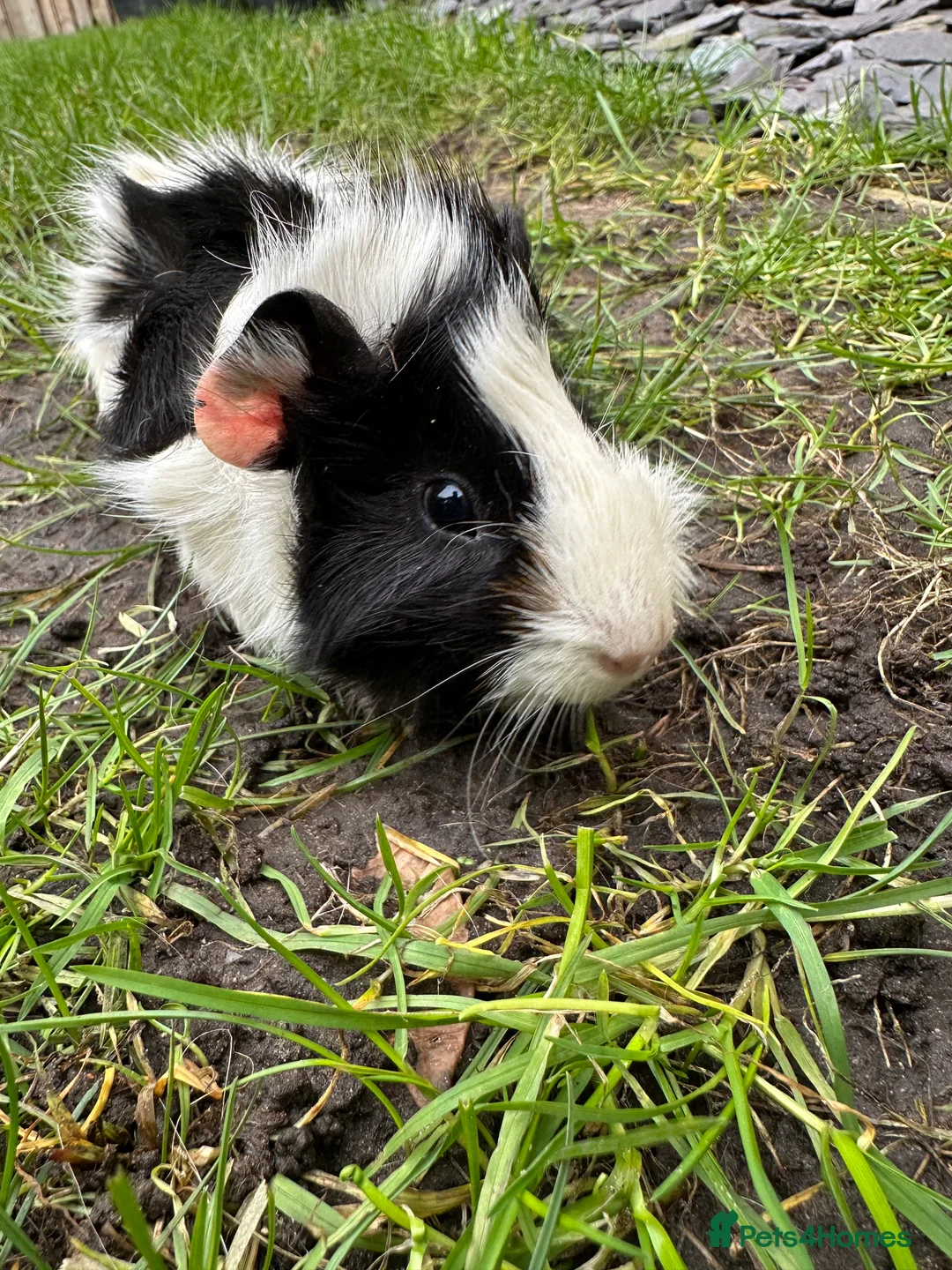 Guinea Pig rodents for sale: Male Guinea Pigs For Sale  - Advert 3