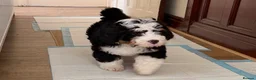 Bernedoodle dogs for sale: Beautiful Tri colour Bernedoodle boy - Advert 6