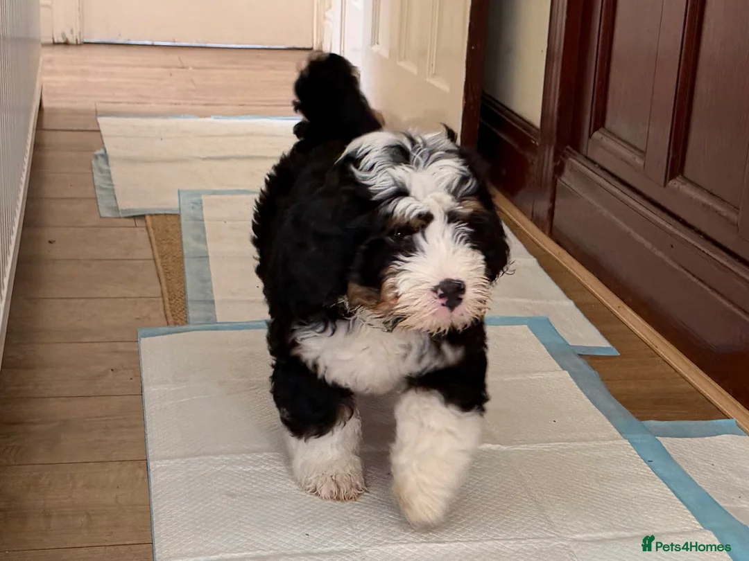 Bernedoodle dogs for sale: Beautiful Tri colour Bernedoodle boy - Advert 6