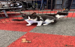 Mixed Breed cats for sale: 5 beautiful kittens ready for new homes - Image 4