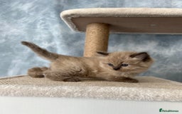 Ragdoll cats for sale: Unique patterned fluffy Ragdoll kittens - Image 6
