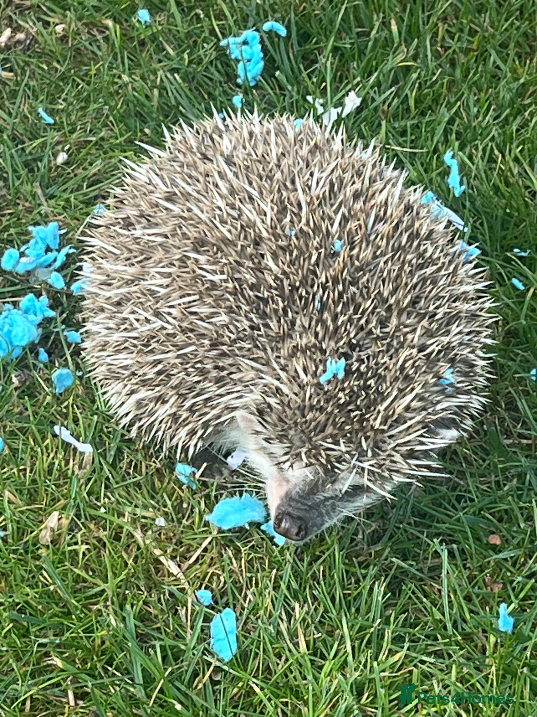 Pygmy Hedgehog rodents for sale: Male Pygmy hedgehog and all accessories  - Image 2
