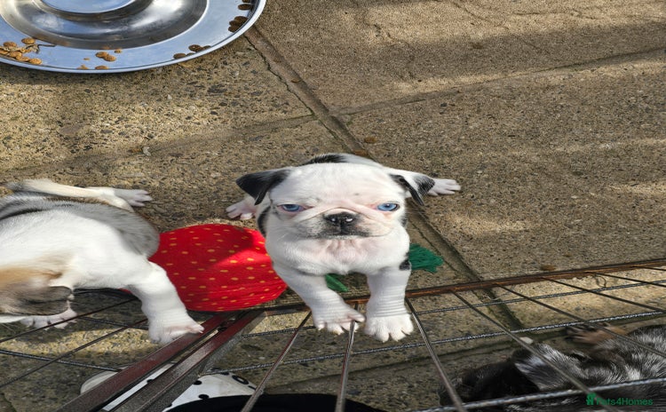 Pug dogs - Advert 1