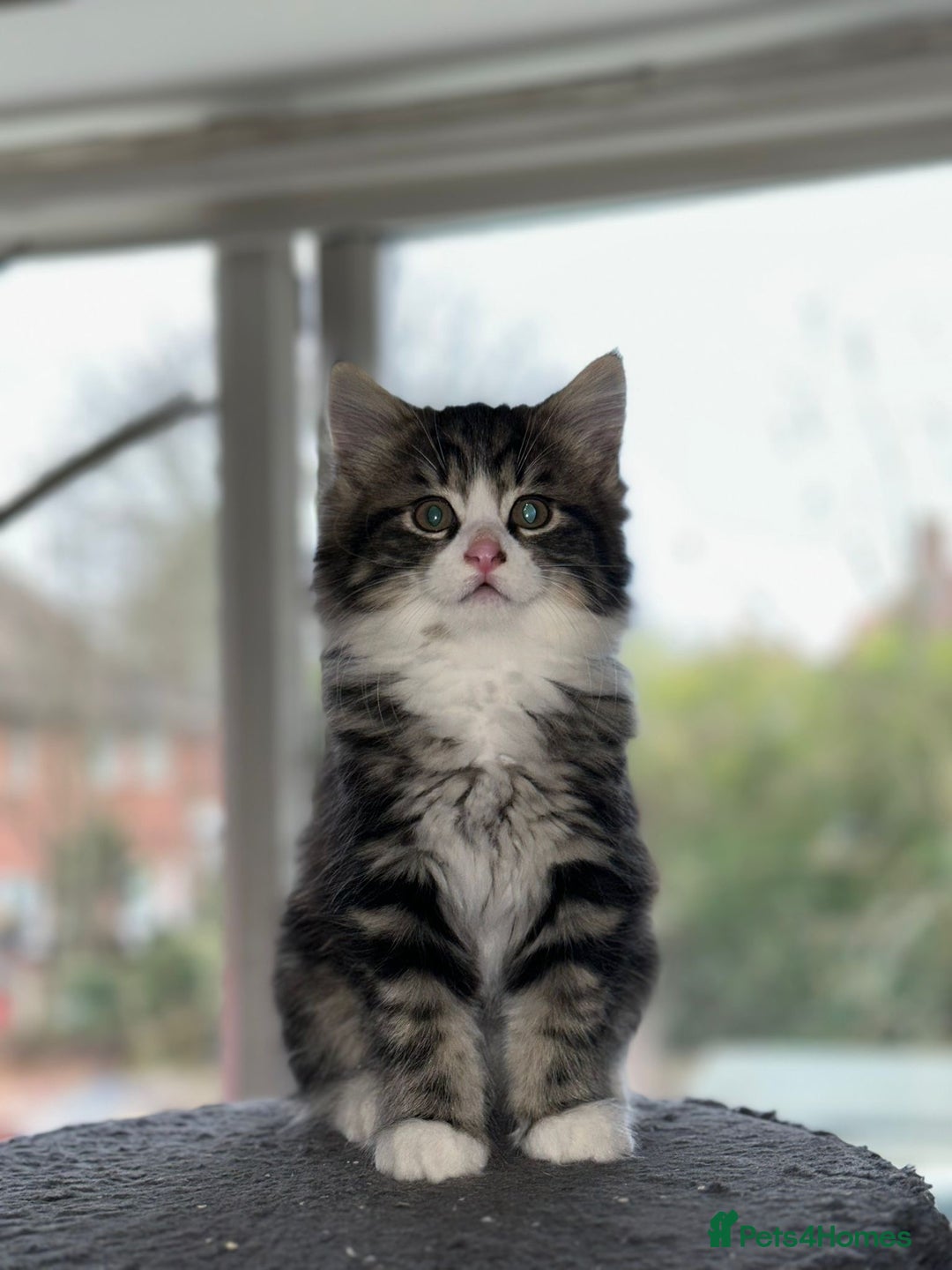 Mixed Breed cats for sale: 4 Maine coon kittens available now  - Advert 3