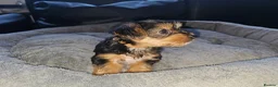 Yorkshire Terrier dogs for sale: 🐶 💖Pedigree Yorkshire Terrier Puppies💖 🐶 - Advert 17