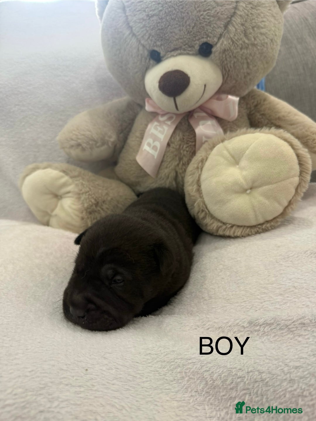 Shar Pei dogs for sale: 🔥 BEAUTIFUL SHARPEI PUPS 🔥  - Image 7