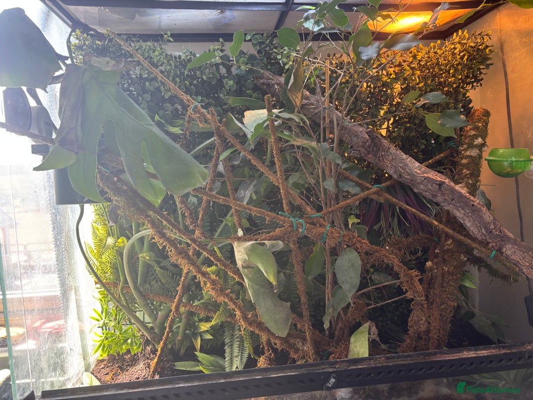 Chameleon reptiles for sale: LUXARY VIV FOR SALE - Image 4
