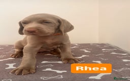 Weimaraner dogs for sale: Weimaraner litter - Image 7