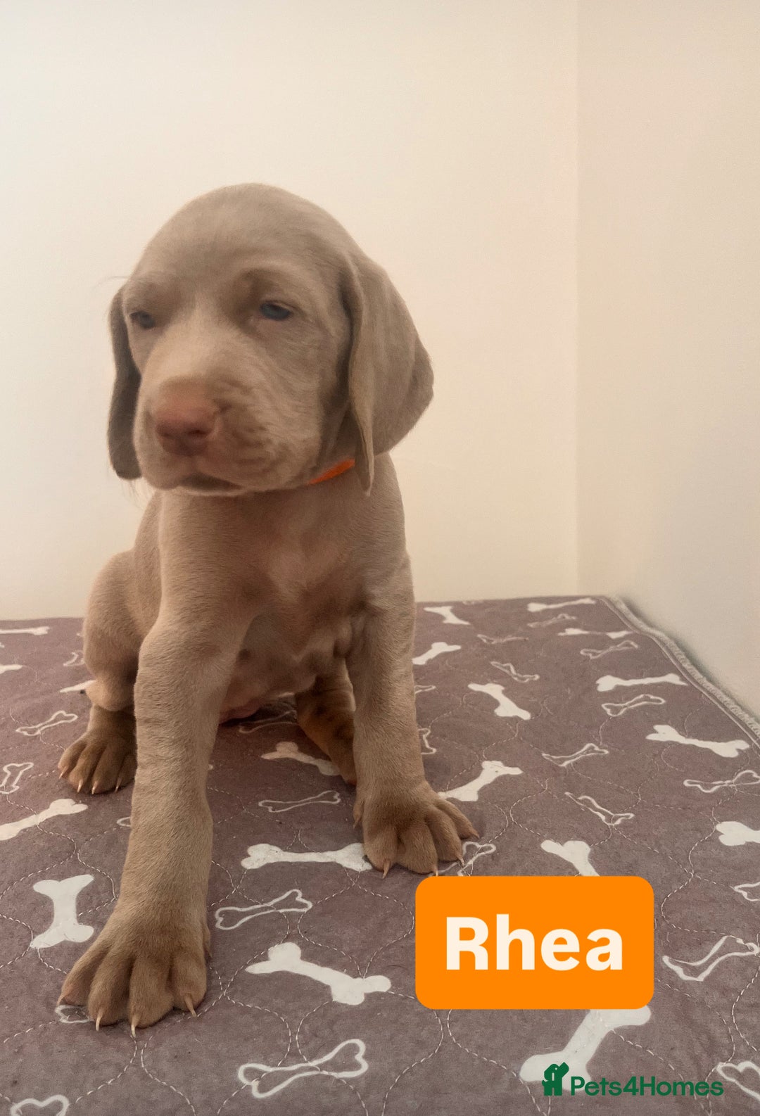 Weimaraner dogs for sale: Weimaraner litter - Image 7