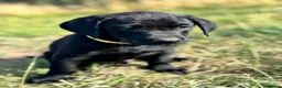 Labrador Retriever dogs for sale: Exceptional KC Labrador Puppies from Working Line  - Advert 6