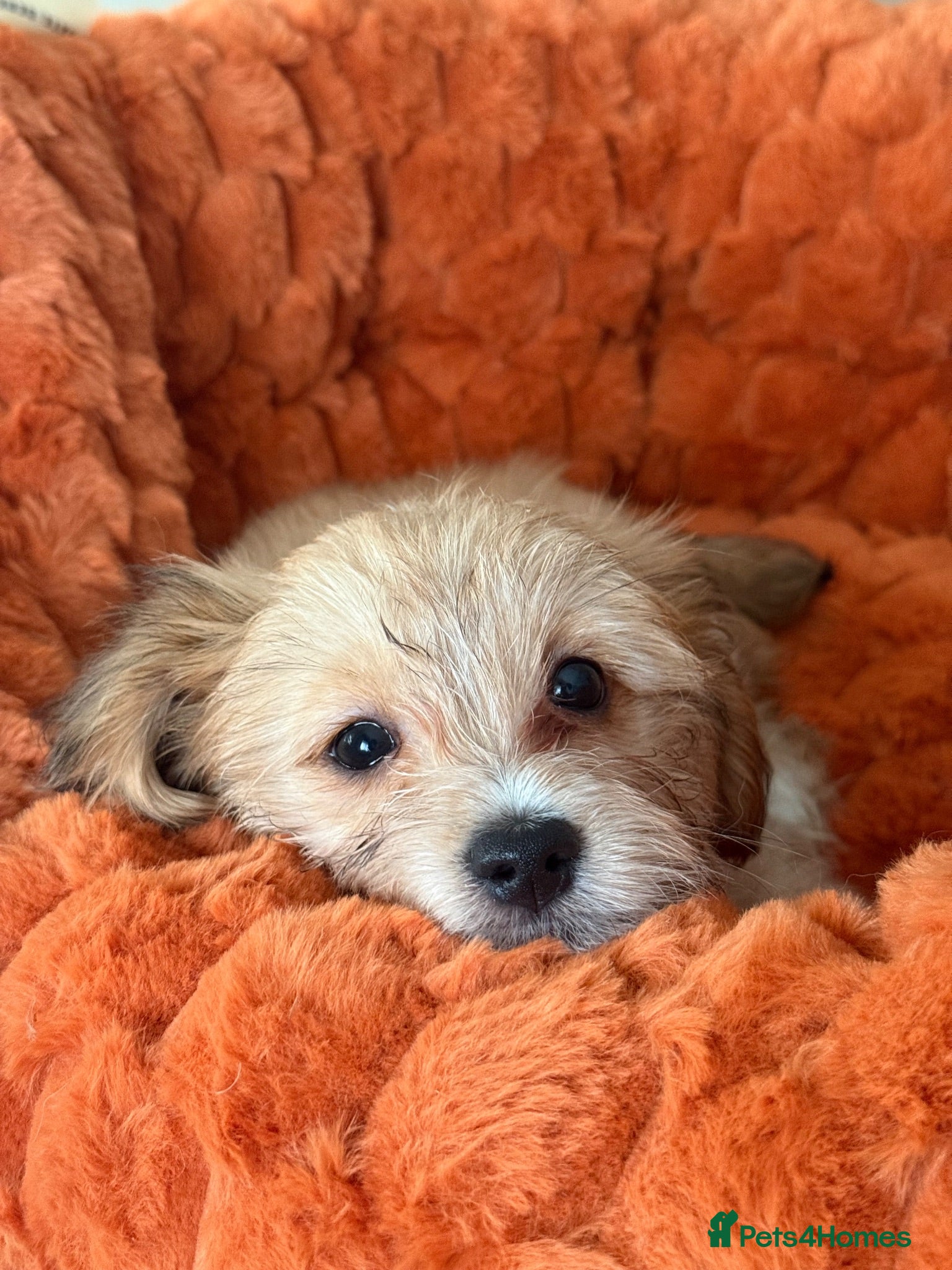 Mixed Breed dogs Maltese x JackChi puppies - ready to go - Advert 18