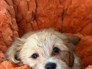 Mixed Breed dogs Maltese x JackChi puppies - ready to go - Advert 18