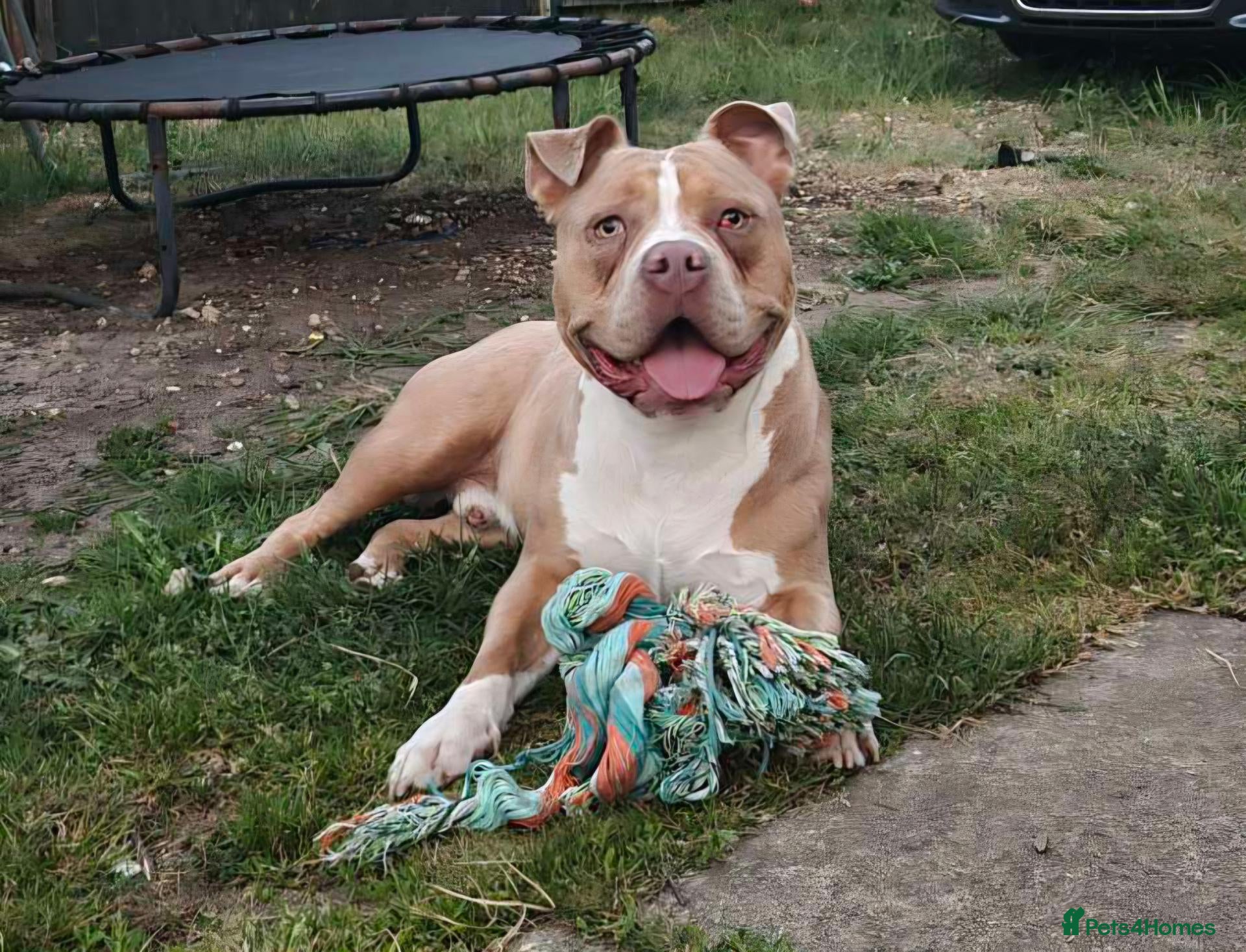 Dorset Olde Tyme Bulldogge dogs Gorgeous Male Dorset Olde Tyme Bulldogge - Advert 5