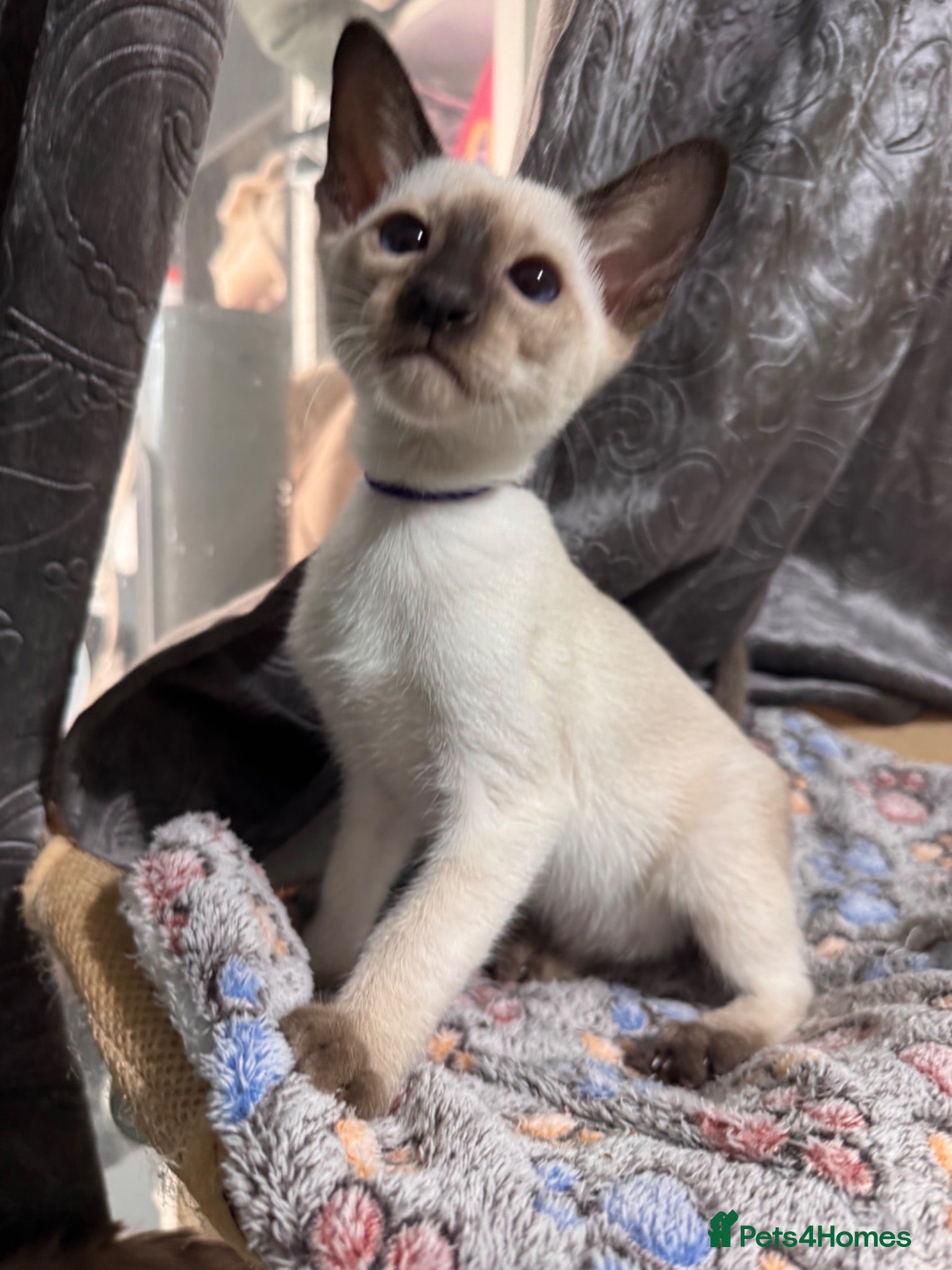 Siamese cats 4 new style Siamese kittens available  - Advert 1