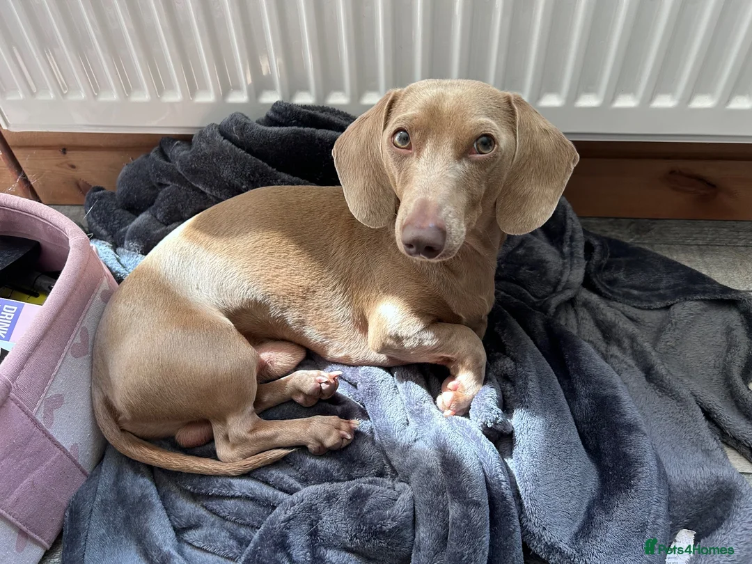 Miniature Dachshund dogs for sale: Miniature dachshund  in Bexhill-on-Sea - Advert 7