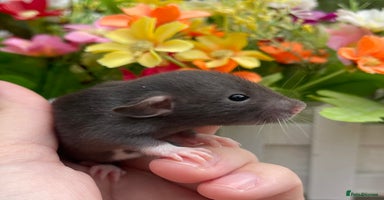 Rat rodents - Advert 10