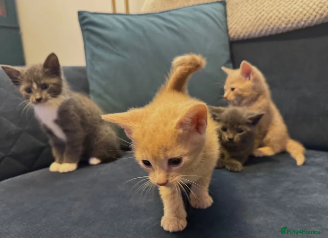 British Shorthair cats for sale: BSH Cream & Blue/Grey Kittens  - Advert 1