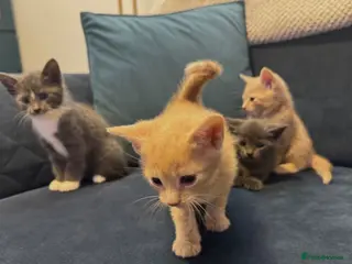 British Shorthair cats BSH Cream & Blue/Grey Kittens - Advert 1