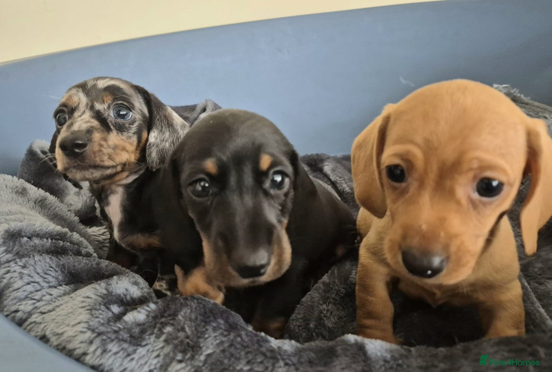 Dachshund dogs for sale: BEAUTIFUL TRUE MINI DACSHUNDS READY 22ND - Image 24