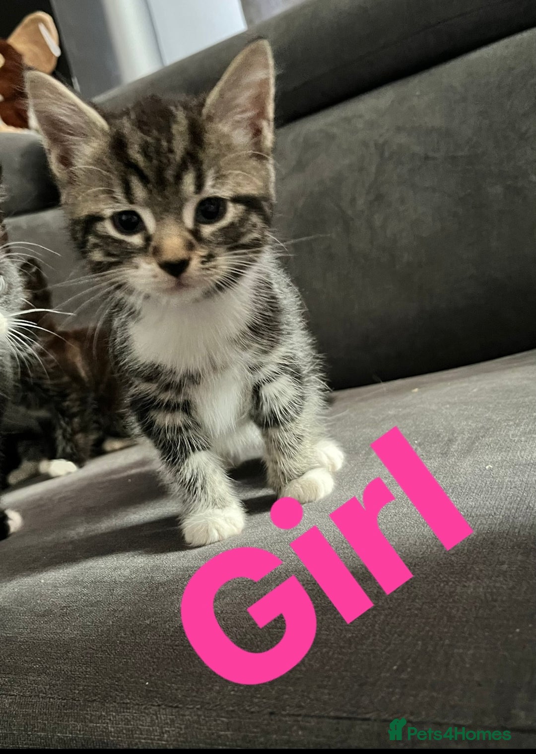 Mixed Breed cats for sale: 4 Beautiful Kittens 🐾 ❤️  - Image 13