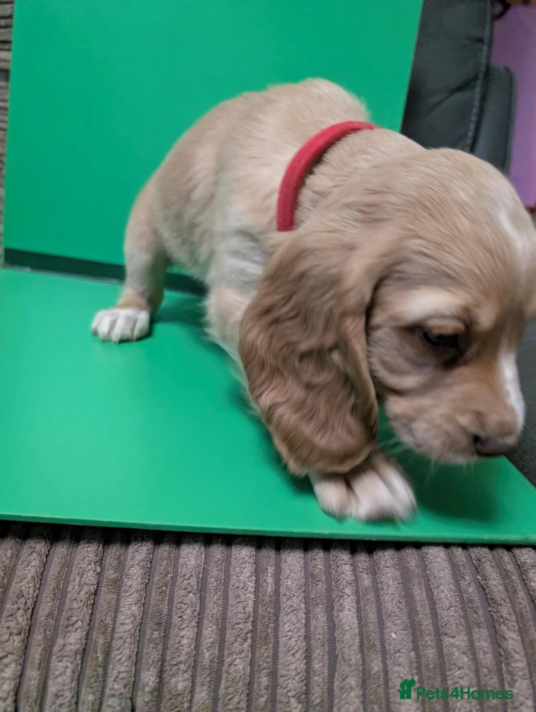 Cocker Spaniel dogs for sale: Working Cocker spaniels  - Advert 16