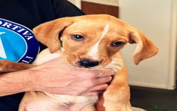 Mixed Breed dogs for sale: Gorgeous pups for sale - Image 2