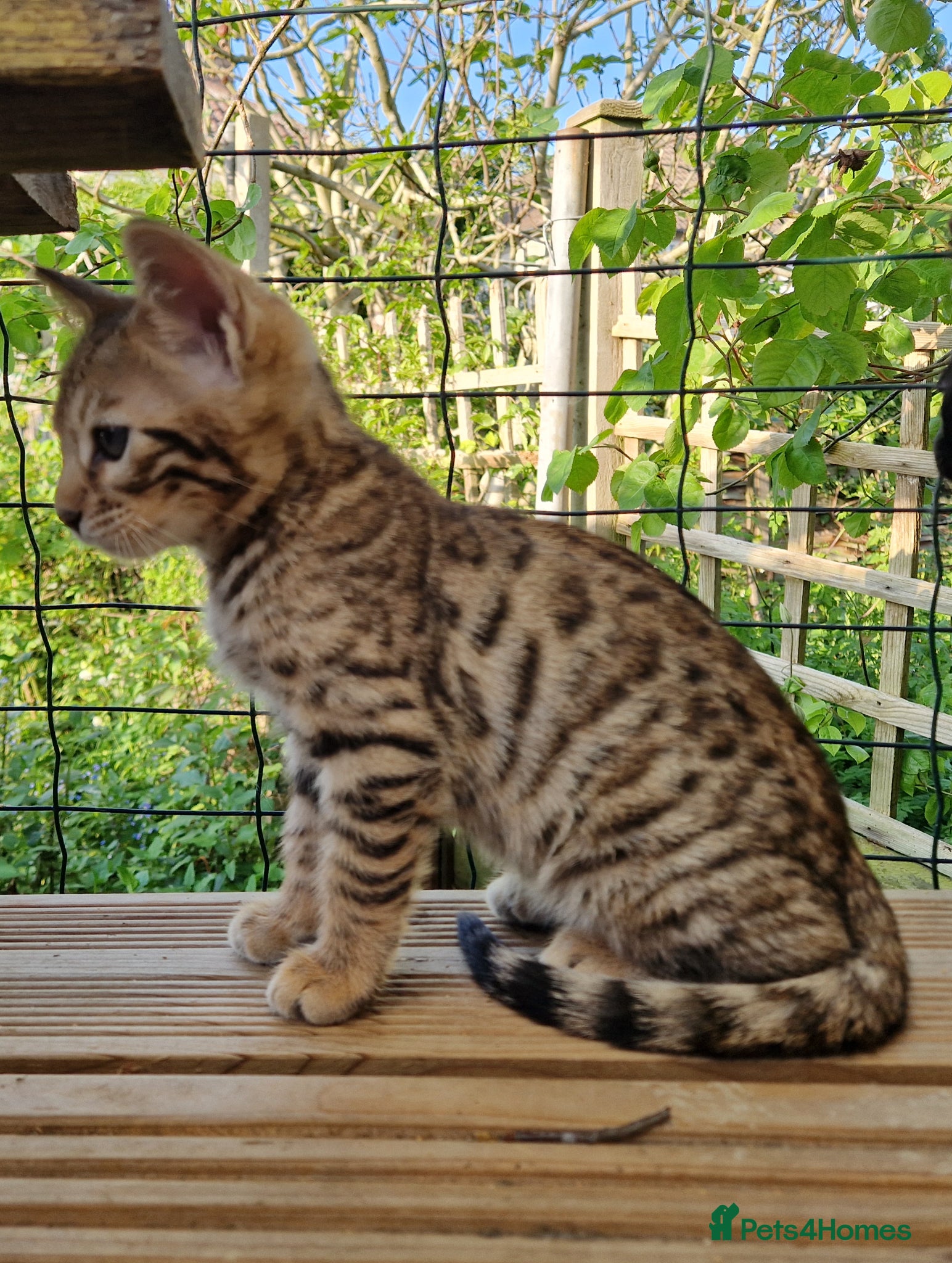 Mixed Breed cats for sale: 7/8ths Bengal, 1/8th Siamese kittens  - Advert 12