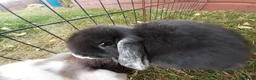 Mini Lop rabbits for sale: Gorgeous Mini lops child friendly  - Advert 4