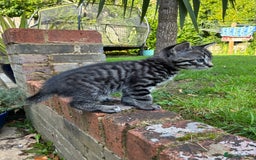 Mixed Breed cats for sale: Adorable Playful Happy Mixed breed kittens - Image 8